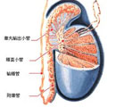 精索静脉曲张自我治疗